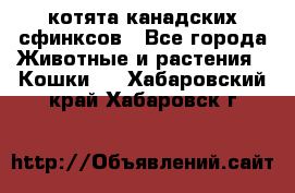 котята канадских сфинксов - Все города Животные и растения » Кошки   . Хабаровский край,Хабаровск г.